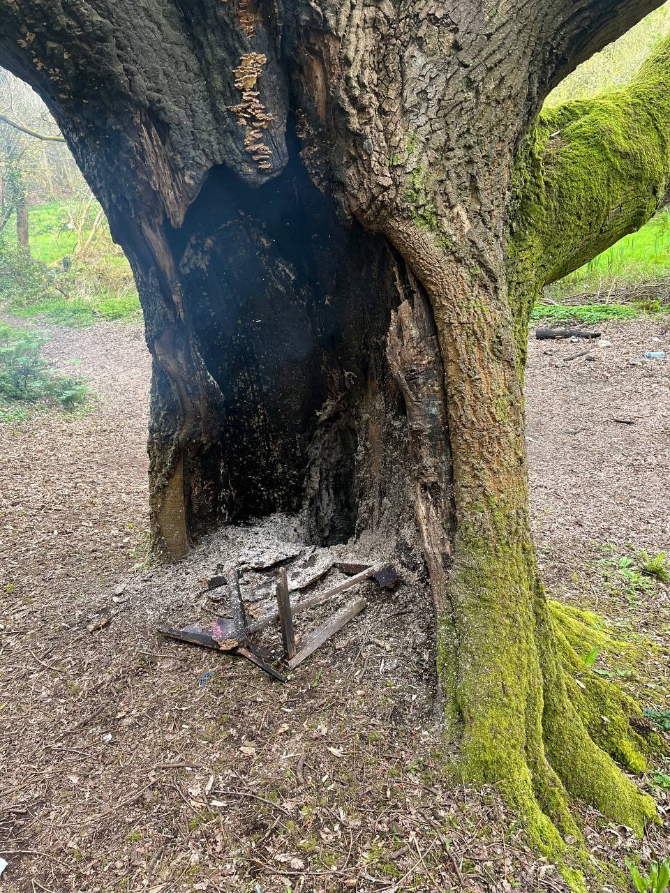 Tree with a half-hollow, burnt-out, and still smoldering trunk